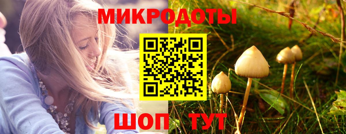 Псилоцибиновые грибы Psilocybe Кандалакша